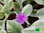 Weißbuntes Eiskraut | Aptenia cordifolia 'Variegata' | Bioland