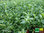 Brahmi - Gedächtnispflanze | Bacopa monnieri | Bioland