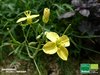 Staudenrucola | Diplotaxis tenuifolia | Bioland