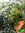 Rosmarin hängend | Salvia rosmarinus syn. Rosmarinus officinalis 'Foxtail' | Bioland