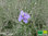Rosmarin hängend | Salvia rosmarinus syn. Rosmarinus officinalis 'Riviera' | Bioland