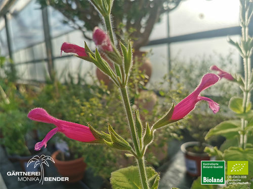 Fruchtsalbei | Salvia dorisiana | Bioland