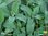 Apotheker Salbei | Salvia officinalis 'Growers Friend' | Bioland