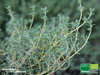 Pinien-Thymian | Thymus thracicus 'Pine Wood' | Bioland
