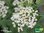 Wiesen-Schafgarbe | Achillea millefolium | Bioland