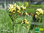 Currykraut | Helichrysum italicum 'Silbernadel' | Bioland