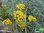 Currykraut | Helichrysum italicum 'Silbernadel' | Bioland