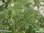 Rosen Duftpelargonie | Pelargonium capitatum 'Attar of Roses' | Bioland