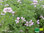 Rosen Duftpelargonie | Pelargonium graveolens | Bioland