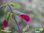 Buchanan Salbei - Buchanan's sage | Salvia buchananii | Bioland