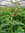 Honigmelonen Salbei | Salvia elegans | Bioland