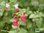 Pfirsich Salbei 'Hot Lips' | Salvia greggii 'Hot Lips' | Bioland