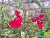 Pfirsich Salbei | Salvia greggii 'Variegata' | Bioland