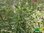 Pfirsich Salbei | Salvia greggii 'Variegata' | Bioland