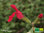 Johannisbeer Salbei 'Huntington' | Salvia microphylla 'Huntington' | Bioland