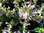 Marzipan Gewürzsalbei | Salvia officinalis 'Nazareth' | Bioland