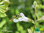Afrikanischer Räucher Salbei | Salvia repens var. repens | Bioland