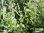 Afrikanischer Räucher Salbei | Salvia repens var. repens | Bioland