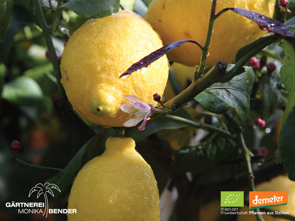 Zitronenbäumchen – Sizilianische Zitrone | Citrus x limon &amp;#39;Femminello ...