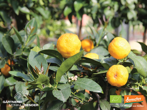 Zitronenbäumchen – Duftblüten Zitrone | Citrus x limon 'Fiore Giallo' | Demeter