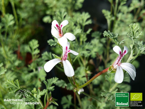 Weihrauch Duftpelargonie | Pelargonium species | Bioland