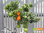 Chinotto | Citrus myrtifolia | Demeter