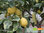 Zitronenbäumchen – Panaschierte Zitrone | Citrus x limon 'Variegatum' | Demeter