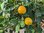 Kumquatbäumchen – Runde Kumquat | (Citrus) Fortunella japonica | Demeter