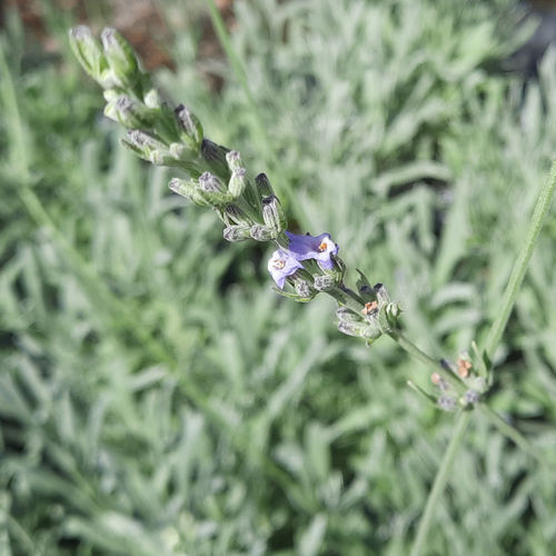 Speik Lavendel | Lavandula latifolia | Bioland