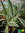 Weißbunte Agave | Agave americana var. variegata | Bioland