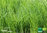Schnittlauch | Allium schoenoprasum | Bioland