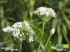 Riesen Schnittknoblauch | Allium tuberosum 'Monstrosum' | Bioland