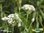 Riesen Schnittknoblauch | Allium tuberosum 'Monstrosum' | Bioland