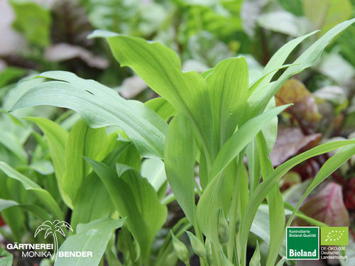 Bärlauch | Allium ursinum | Bioland