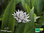 Bärlauch | Allium ursinum | Bioland