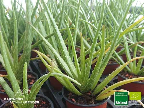 Echte Aloe Vera 'Sweet' | Aloe barbadensis Mill. 'Sweet' | Bioland