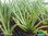 Echte Aloe Vera 'Sweet' | Aloe barbadensis Mill. 'Sweet' | Bioland