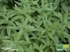 Zitronenverbene | Aloysia triphylla | Bioland