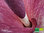 Teufelszunge | Amorphophallus konjac syn. A. rivieri | Bioland | Pflanze
