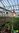 Teufelszunge | Amorphophallus konjac syn. A. rivieri | Bioland | Pflanze