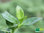 Ausdauerndes Eiskraut | Aptenia cordifolia | Bioland