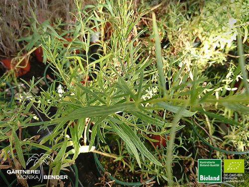 Russischer Estragon | Artemisia dranunculus | Bioland