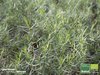 Französischer Estragon | Artemisia dranunculus var. sativus | Bioland