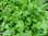 Asia-Gemüse | Brassica juncea 'Mizuna' | Bioland