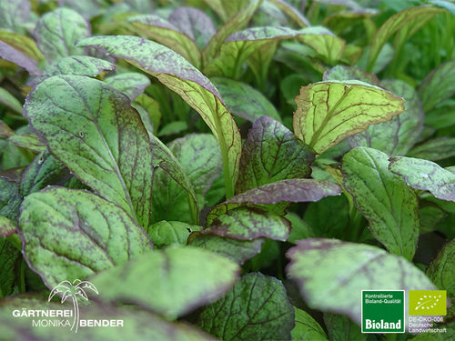 Roter Blattsenf | Brassica juncea 'Moutard Rouge Metis' | Bioland