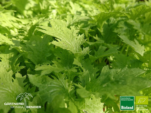 Wasabino Asia-Gemüse | Brassica juncea 'Wasabino' | Bioland