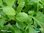Asiatisches Blattgemüse | Brassica rapa 'Oriental Mix' | Bioland