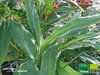 Kardamom | Zimt-Aroma-Pflanze | Elettaria cardamomum | Bioland