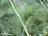 Gewürzfenchel | Foeniculum vulgare | Bioland