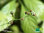 Jiaogulan 'Kraut des Lebens' | Gynostemma pentaphyllum | Pflanze | Bioland